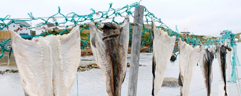 An investigation into the scientific history of the Newfoundland saltfishery